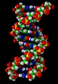Связь между ДНК и сотовой радиацией