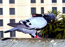 ������� ���������� ������� � ����������